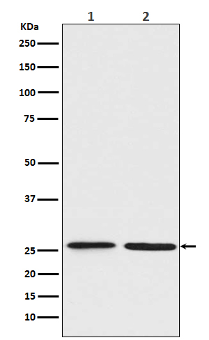BNIP1 Antibody in Western Blot (WB)