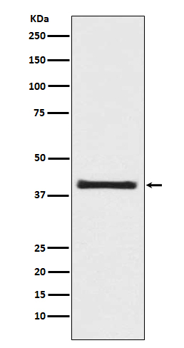 PRAS40 Antibody in Western Blot (WB)