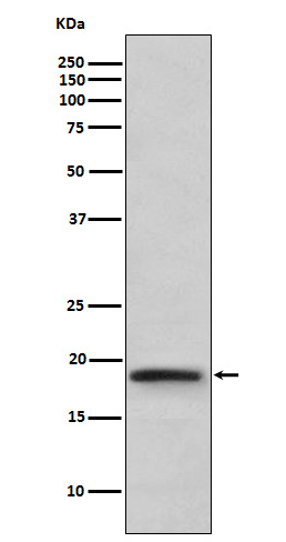 TNF beta Antibody in Western Blot (WB)