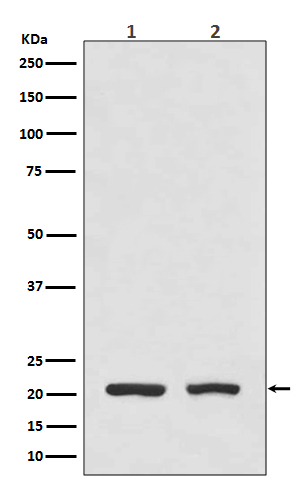 DHFR Antibody in Western Blot (WB)