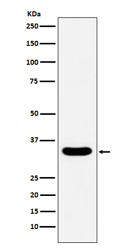 DAZL Antibody in Western Blot (WB)