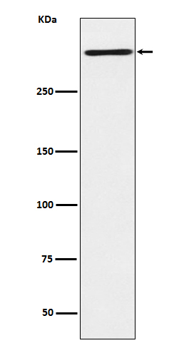 Reelin Antibody in Western Blot (WB)