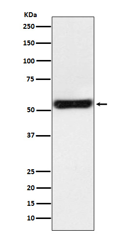 PTGER2 Antibody in Western Blot (WB)