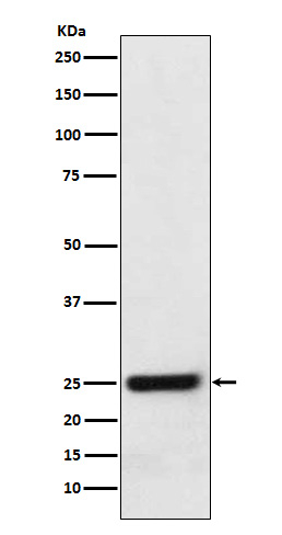 ERAB Antibody in Western Blot (WB)