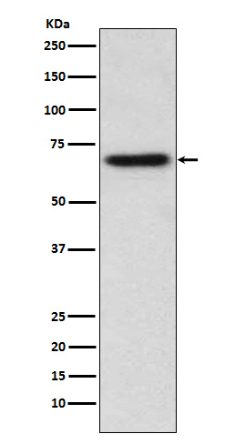 ITK Antibody in Western Blot (WB)