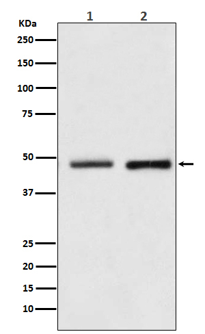 RUVBL2 Antibody in Western Blot (WB)