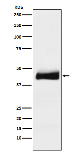 ORM1 Antibody in Western Blot (WB)