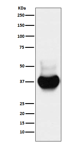 BST-2 Antibody in Western Blot (WB)