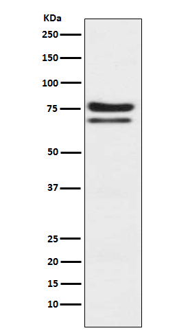 PKC epsilon Antibody in Western Blot (WB)