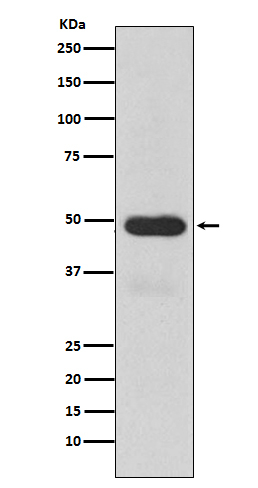 CYP3A4 Antibody in Western Blot (WB)