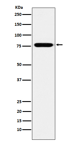 KIF3A Antibody in Western Blot (WB)