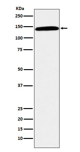 CD42b Antibody in Western Blot (WB)