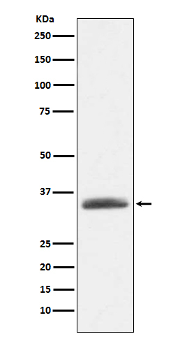 alpha-1 Microglobulin Antibody in Western Blot (WB)