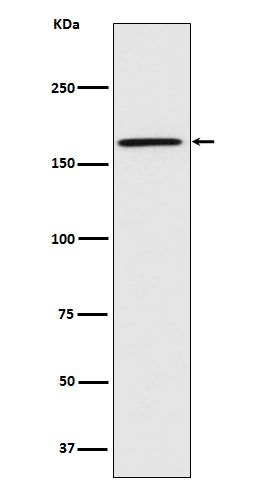 CNTNAP1 Antibody in Western Blot (WB)