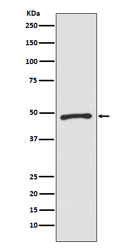 ZIC1 Antibody in Western Blot (WB)