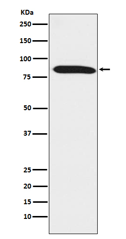 DNAI1 Antibody in Western Blot (WB)