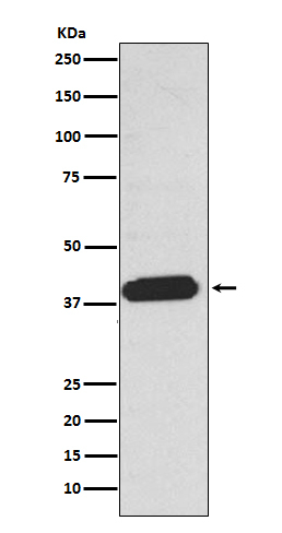 EDG2 Antibody in Western Blot (WB)