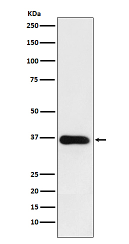 HSD11B1 Antibody in Western Blot (WB)