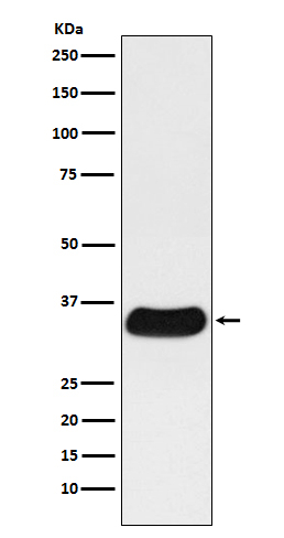 Galectin 4 Antibody in Western Blot (WB)