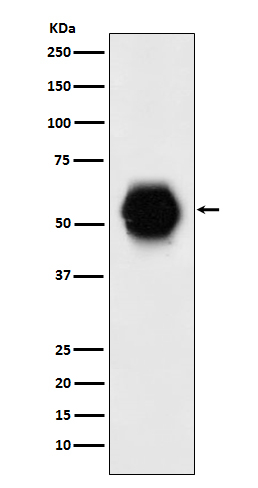 GATA6 Antibody in Western Blot (WB)
