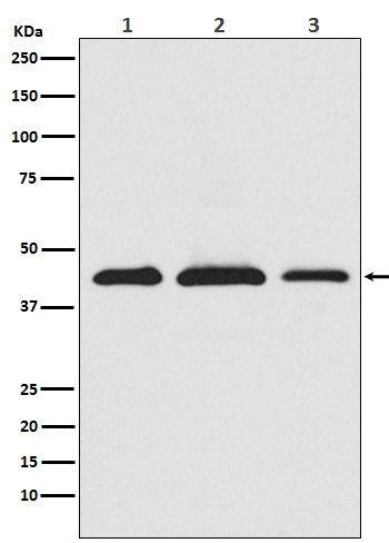 PRAS40 Antibody in Western Blot (WB)
