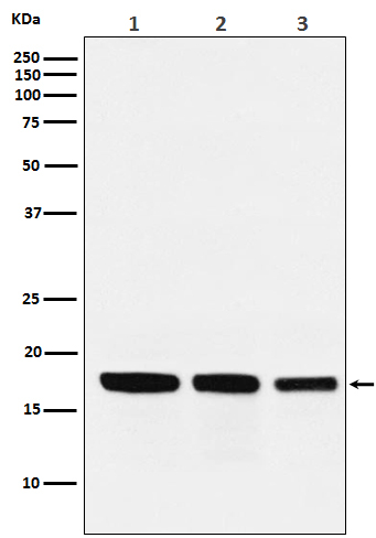 GABARAP Antibody in Western Blot (WB)