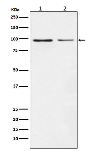 Dynamin 1 Antibody in Western Blot (WB)