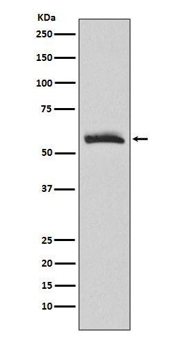 CHRM3 Antibody in Western Blot (WB)