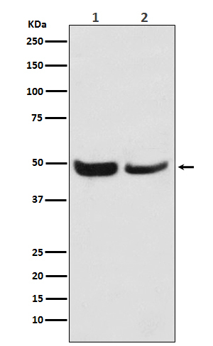 SKP2 Antibody in Western Blot (WB)