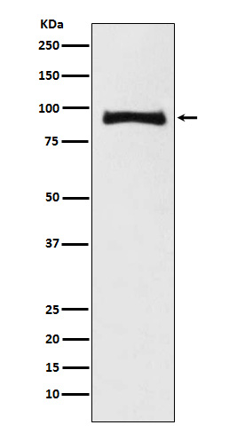 MALT1 Antibody in Western Blot (WB)