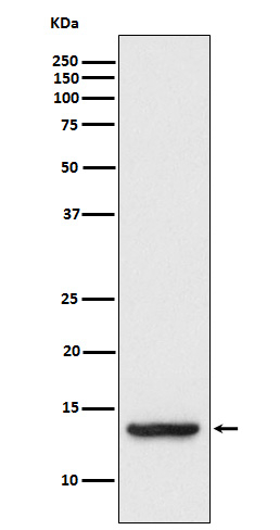 TAX1BP3 Antibody in Western Blot (WB)