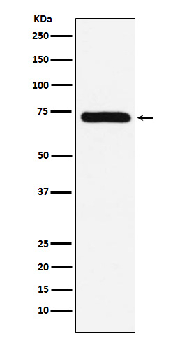 Factor X Antibody in Western Blot (WB)