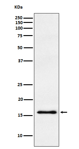 gamma Synuclein Antibody in Western Blot (WB)