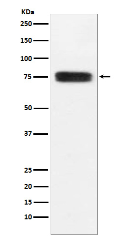 CD97 Antibody in Western Blot (WB)