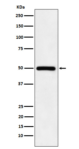 SETD8 Antibody in Western Blot (WB)