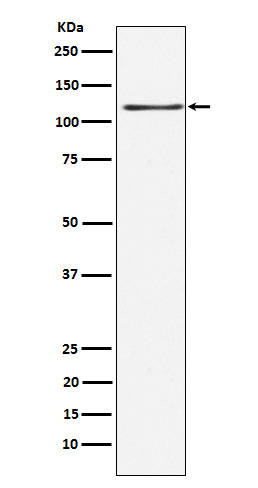 KSR1 Antibody in Western Blot (WB)