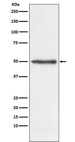 Nogo Antibody in Western Blot (WB)