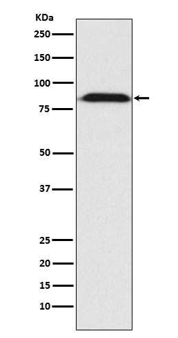 Furin Antibody in Western Blot (WB)
