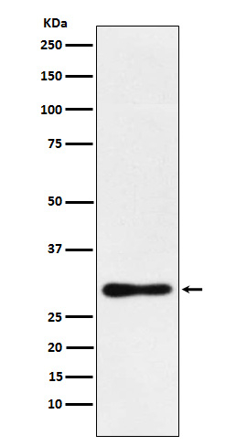DDAH2 Antibody in Western Blot (WB)