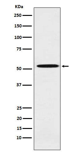 ALDH1A2 Antibody in Western Blot (WB)