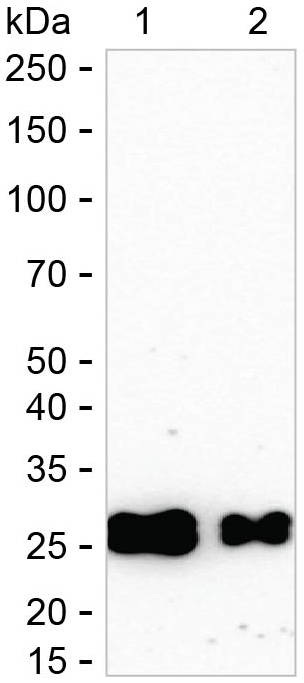 HLA-DRB1 Antibody in Western Blot (WB)