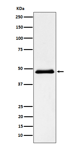 PNLIP Antibody in Western Blot (WB)