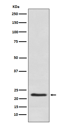 Placental Lactogen Antibody in Western Blot (WB)