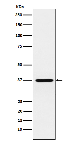 CRX Antibody in Western Blot (WB)