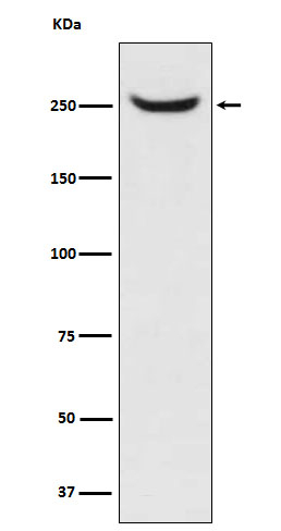 NuMA Antibody in Western Blot (WB)