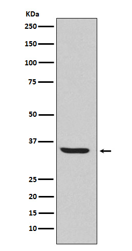 ENDOG Antibody in Western Blot (WB)