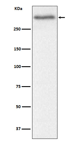 Versican Antibody in Western Blot (WB)