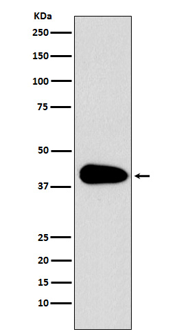 PAR6 Antibody in Western Blot (WB)