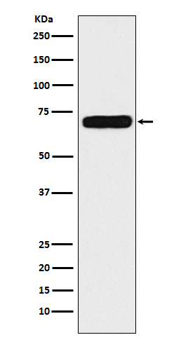 NPR3 Antibody in Western Blot (WB)