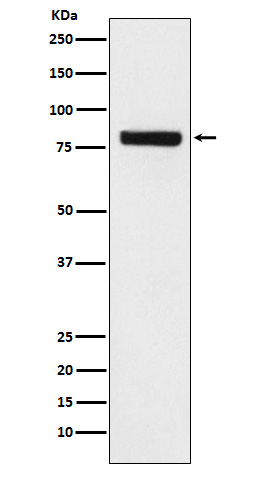 Sec23a Antibody in Western Blot (WB)